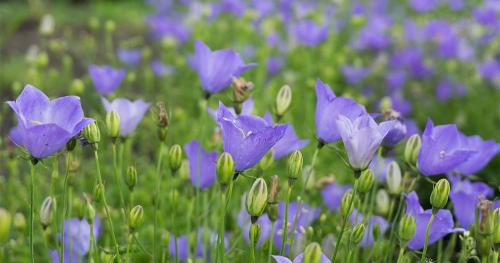 Осенние секреты: как правильно высаживать луковичные культуры в сентябре 08 Осенние секреты: как правильно высаживать луковичные культуры в сентябре 08