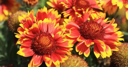 Осенние секреты: как правильно высаживать луковичные культуры в сентябре 09 Осенние секреты: как правильно высаживать луковичные культуры в сентябре 09