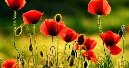 Осенние секреты: как правильно высаживать луковичные культуры в сентябре 05 Осенние секреты: как правильно высаживать луковичные культуры в сентябре 05