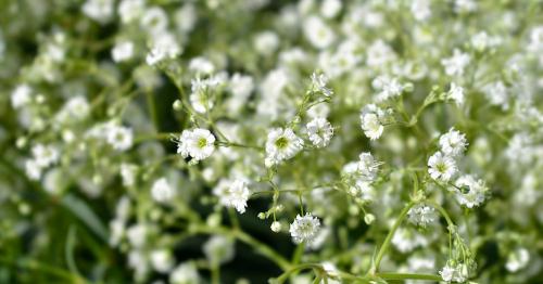 Осенние секреты: как правильно высаживать луковичные культуры в сентябре 02 Осенние секреты: как правильно высаживать луковичные культуры в сентябре 02