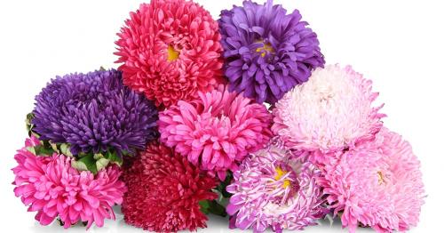 Осенние секреты: как правильно высаживать луковичные культуры в сентябре 01 Осенние секреты: как правильно высаживать луковичные культуры в сентябре 01