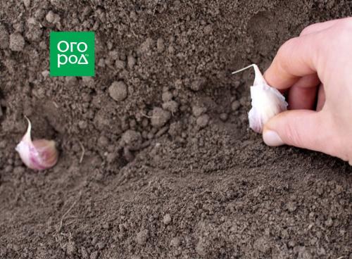 Почему чеснок не растет. Яровой чеснок: важные особенности выращивания . Основные ошибки дачников при посадке 03