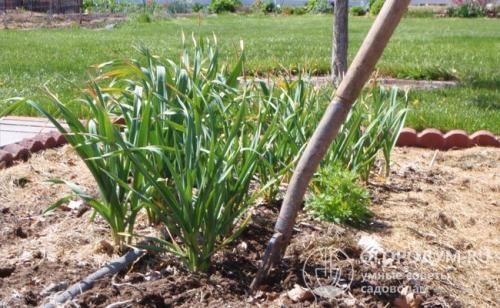 Как вырастить ранний чеснок. Рекомендуемые сроки