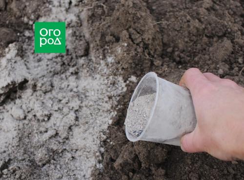 Почему чеснок не растет. Яровой чеснок: важные особенности выращивания . Основные ошибки дачников при посадке 02