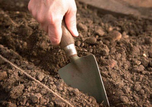 Нужно ли полоть чеснок. Подготовка грунта