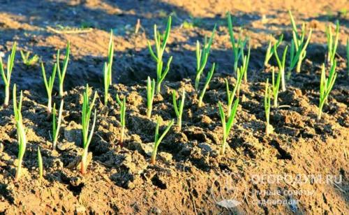 Как вырастить ранний чеснок. Рекомендуемые сроки