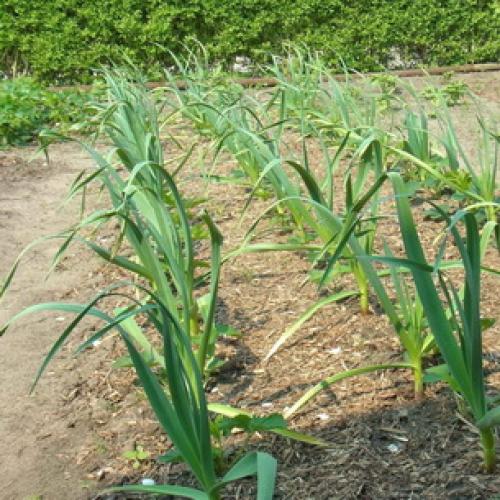 Почему чеснок не растет. Яровой чеснок: важные особенности выращивания . Основные ошибки дачников при посадке 11