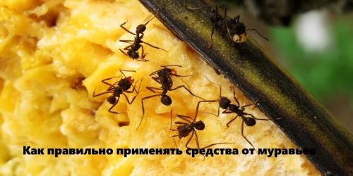 Как эффективно избавиться от муравьев с помощью борной кислоты: советы для квартиры и огорода Как эффективно избавиться от муравьев с помощью борной кислоты: советы для квартиры и огорода
