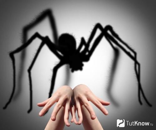 Как я перестал бояться муравьев: история победы над фобией 04 Как я перестал бояться муравьев: история победы над фобией 04