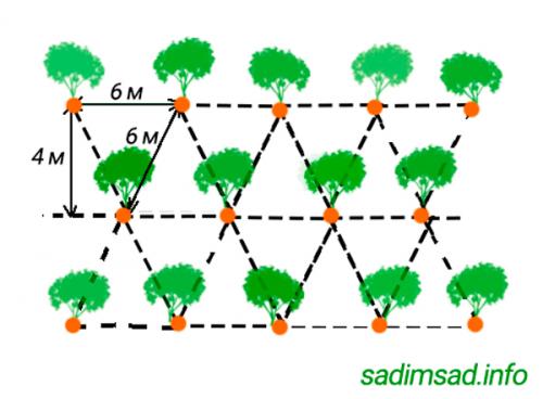 Плодовый сад с нуля. Схема сада плодовых деревьев