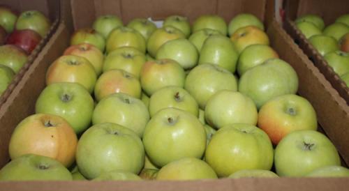 Зимние сорта яблок, хранящиеся до весны. Всё про зимние сорта яблок