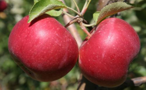 Зимние сорта яблок, хранящиеся до весны. Всё про зимние сорта яблок