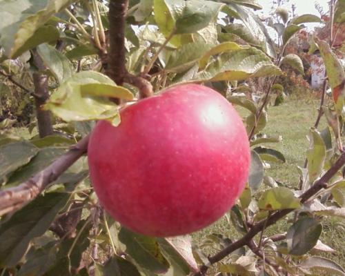 Зимние сорта яблок для средней полосы. Популярные зимние сорта яблонь