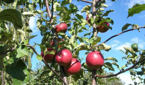 Зимние сорта яблок, хранящиеся до весны. Всё про зимние сорта яблок