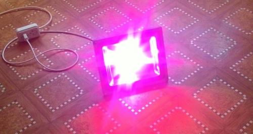 Как влияет освещение на рост и плодоношение клубники. Клубника на подоконнике