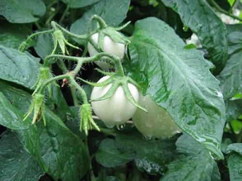 Какие возможные ошибки могут возникнуть при применении борной кислоты для рассады. Возможен ли ожог томатов борной кислотой? Как он проявляется и что делать, если вы сожгли растения