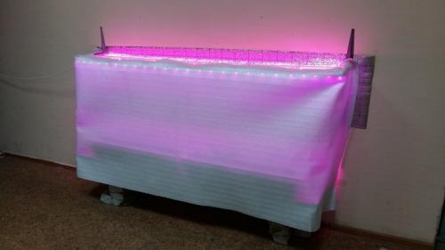 Как влияет освещение на рост и плодоношение клубники. Клубника на подоконнике