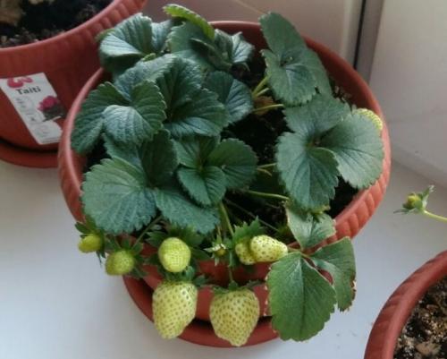 Как влияет освещение на рост и плодоношение клубники. Клубника на подоконнике
