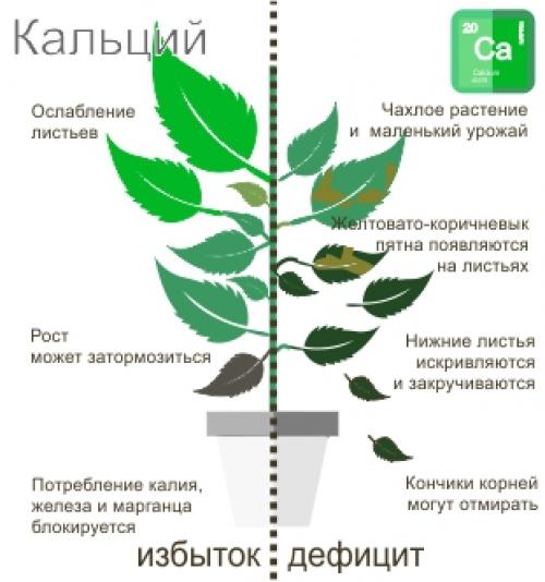 Бор для растений: что это такое и как его использовать? 01 Бор для растений: что это такое и как его использовать? 01