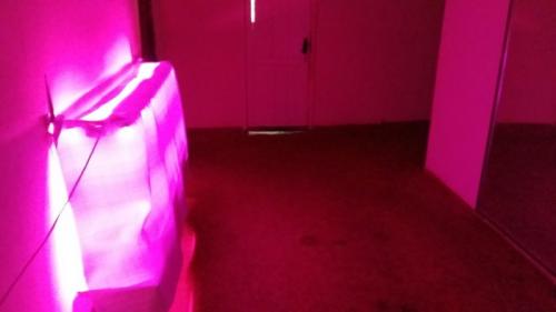 Как влияет освещение на рост и плодоношение клубники. Клубника на подоконнике