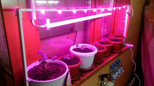 Как влияет освещение на рост и плодоношение клубники. Клубника на подоконнике