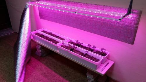 Как влияет освещение на рост и плодоношение клубники. Клубника на подоконнике