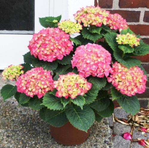 Ремонтантные сорта гортензии крупнолистной. Сорта крупнолистной гортензии с фото и названиями. 15 лучших сортов