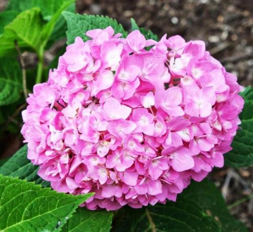 Ремонтантные сорта гортензии крупнолистной. Сорта крупнолистной гортензии с фото и названиями. 15 лучших сортов