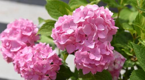 Ремонтантные сорта гортензии крупнолистной. Сорта крупнолистной гортензии с фото и названиями. 15 лучших сортов 05 Ремонтантные сорта гортензии крупнолистной. Сорта крупнолистной гортензии с фото и названиями. 15 лучших сортов 05