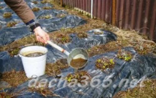 Посадка клубники в октябре. Сроки посадки клубники осенью