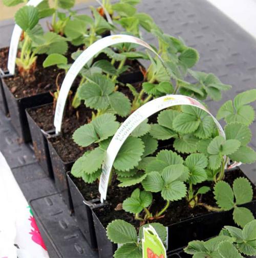 Время посадки клубники. Посадка клубники в открытый грунт осенью, весной, в августе – сроки, схема высадки