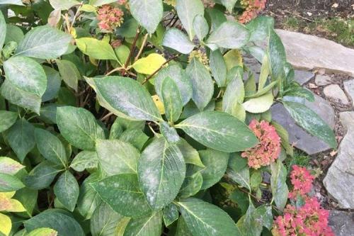 Какие заболевания могут поражать гортензию и как их лечить. Болезни листьев у гортензии: описания с фото, лечение