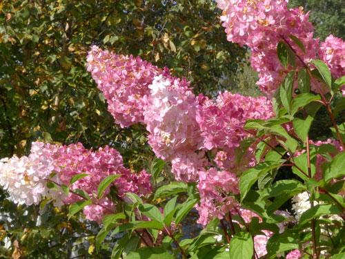 Гортензия: откройте тайны восточной красавицы 10