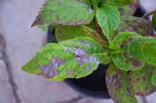 Какие заболевания могут поражать гортензию и как их лечить. Болезни листьев у гортензии: описания с фото, лечение