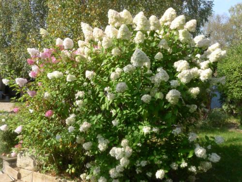 Гортензия: откройте тайны восточной красавицы 11