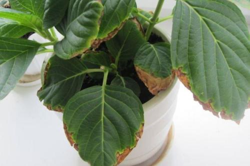 Какие заболевания могут поражать гортензию и как их лечить. Болезни листьев у гортензии: описания с фото, лечение