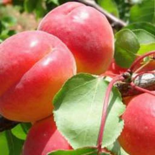 Сорта абрикоса устойчивые к монилиозу