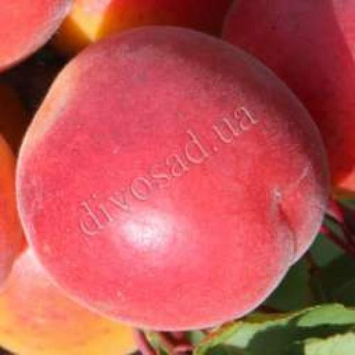 Сорта абрикоса устойчивые к монилиозу