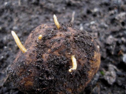 Какие птицы едят вишню. Какие птицы едят черешню и как защищать плоды