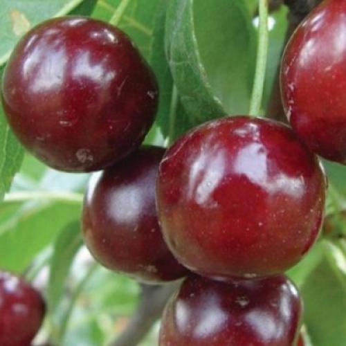 Сорта вишни самоплодные устойчивые к болезням. Самоплодные и самоопыляемые сорта