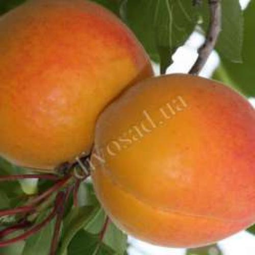 Сорта абрикоса устойчивые к монилиозу