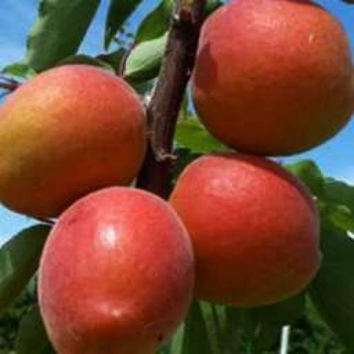 Сорта абрикоса устойчивые к монилиозу