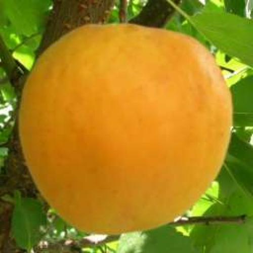 Сорта абрикоса устойчивые к монилиозу