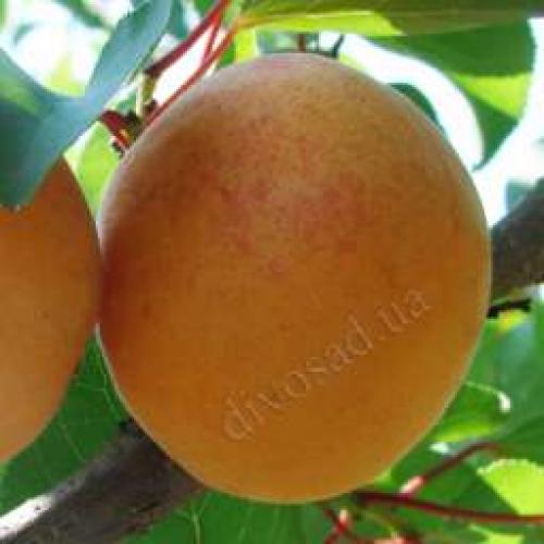 Сорта абрикоса устойчивые к монилиозу