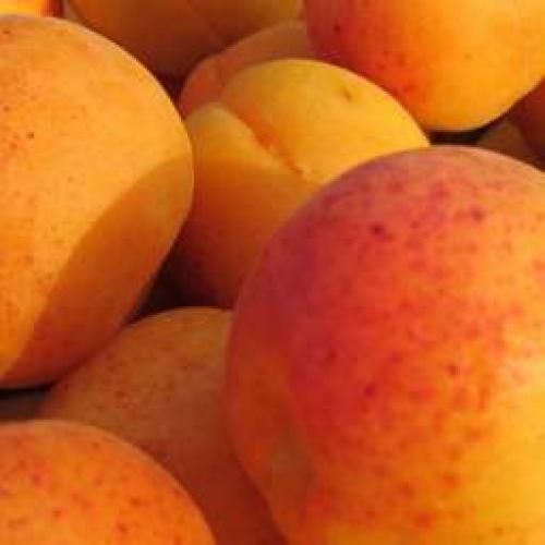 Сорта абрикоса устойчивые к монилиозу