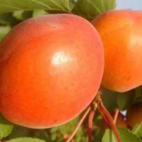 Сорта абрикоса устойчивые к монилиозу