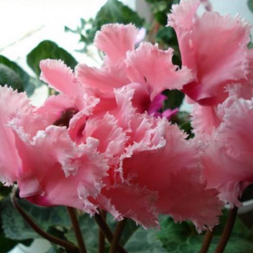 Цикламен персидский сколько живет. 13 сортов цикламена персидского для домашнего выращивания