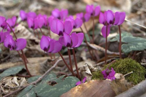Цикламен сколько живет. Описание