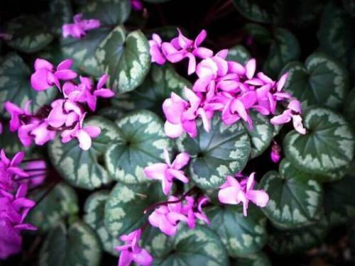 Условия содержания цикламена. Цикламен уход в домашних условиях 01 Условия содержания цикламена. Цикламен уход в домашних условиях 01