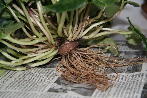 Подарили цикламен, как ухаживать. Как выглядит цикламен